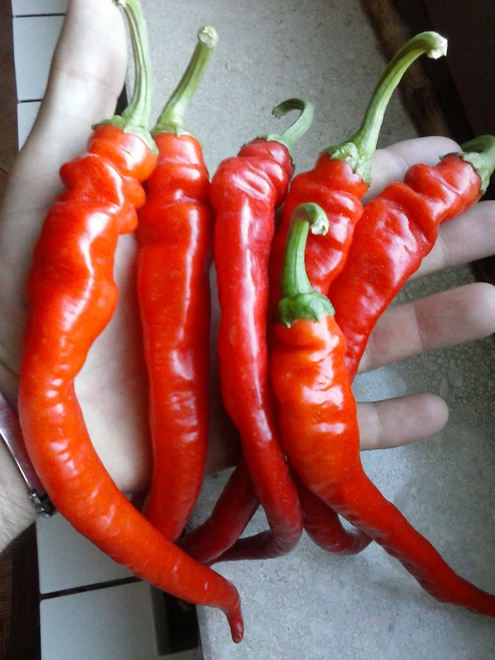 JIMMY NARDELLO CHILI, 20 SEEDS, HISTORICAL, SWEET, FOR FRYING