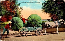 1914 FL Postcard-  EXAGGERATED LOADING CANTALOUPES FLORIDA
