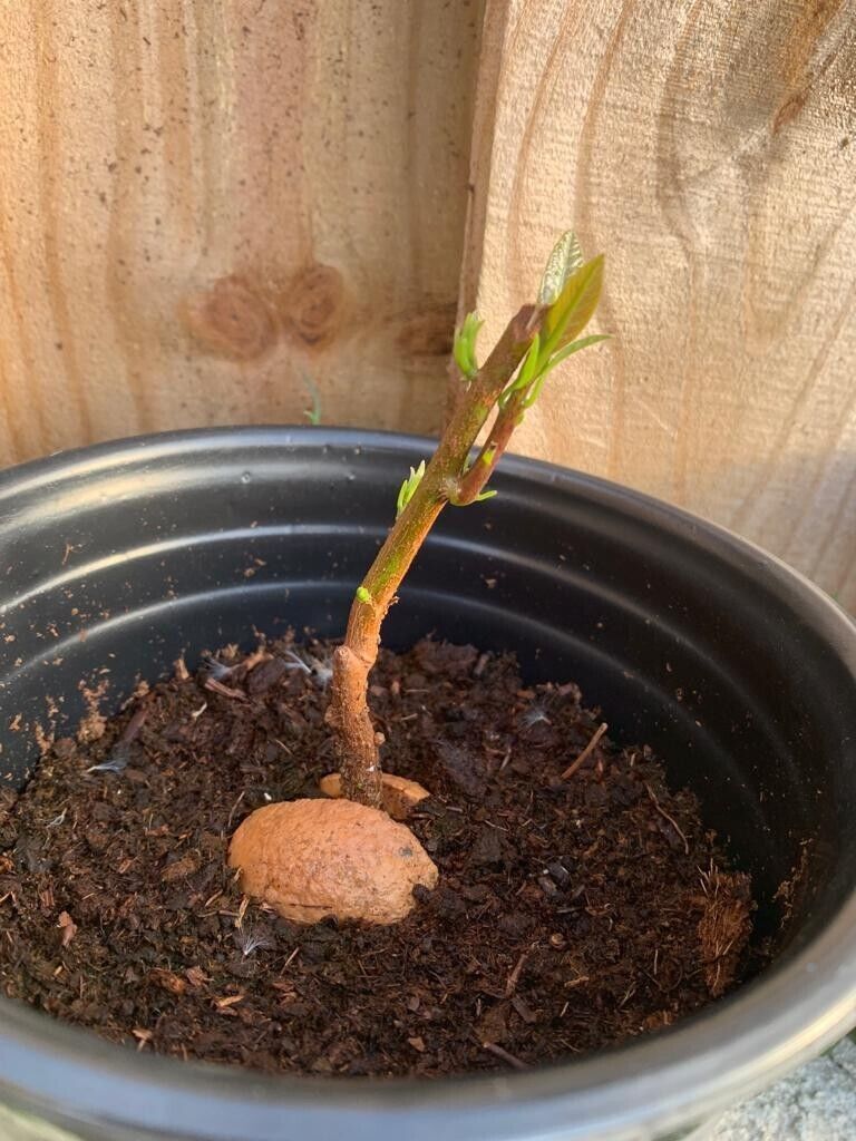 Organic Hass Avocado plant/tree 1 foot tall