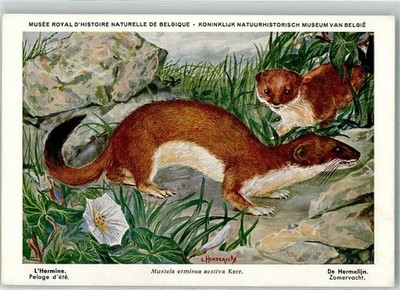 39152130 - Ermine Musee Royal History Naturell de Belgique No. 11 Postcard Animal