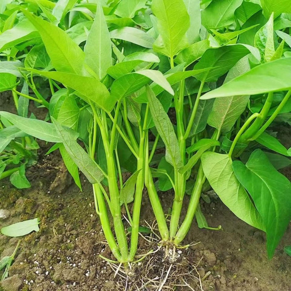 120pcs Water Spinach 'Kong Xin Cai' Seeds - Organic, Non-GMO Heirloom