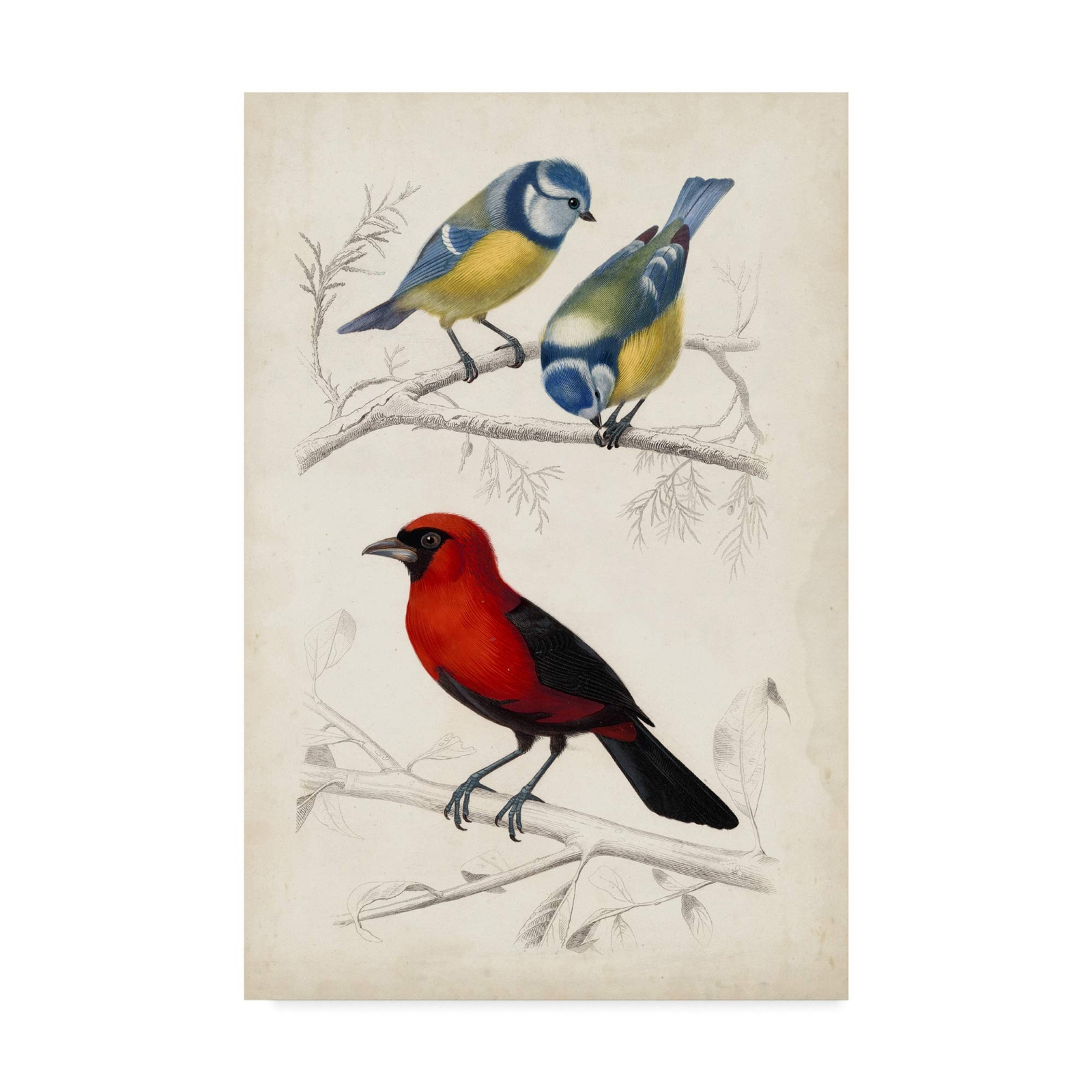 Birds III by M. Charles D'Orbigny, 12x19