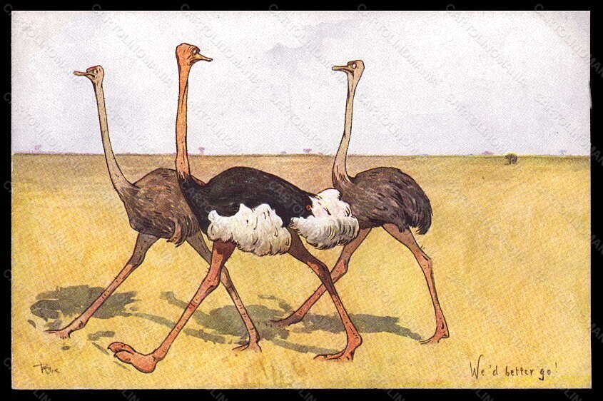 Artist Signed Illustratori R. Pick Ostrich BKWI serie 954-14 postcard VK6704