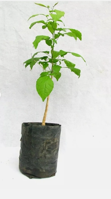 2 Beal Patra, Bilva Plant Live Plant Length 18 inch for Planting Garden  Plant | eBay