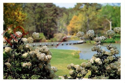 Ansichtskarte__Georgien, Pine Mountain, Callaway Gardens, Chinesischer Schneeball