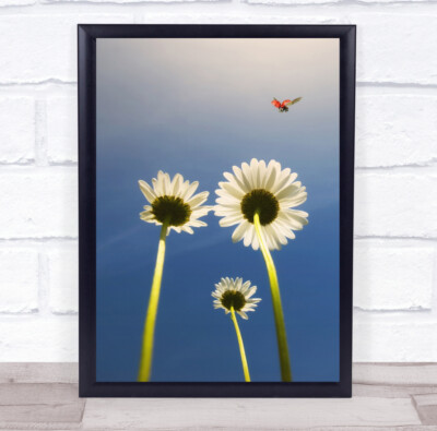 Marienkäfer Marienkäfer Blume Blumen Makro Flug Fliege Fliegen Landung Wandkunstdruck