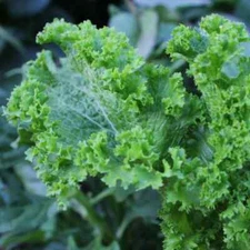 Green Wave Mustard Seeds, Spicy Mustard Greens, FREE SHIPPING