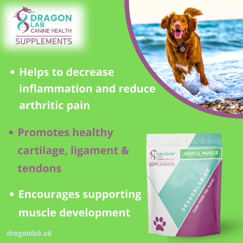 Image showcasing Joint & Muscle Supplement for dogs |ARTHRITIS |PROTECT JOINTS |HIP ...