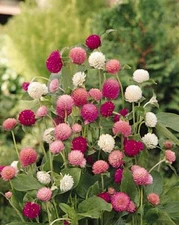 Gomphrena Globosa Qis Series Mix Annual Seeds