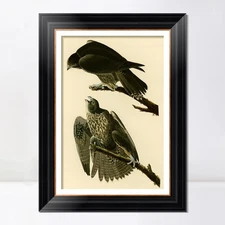 Framed Canvas Giclee Print Series#119 by John James Audubon Wall Art Home Decor