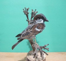 Perched Sparrow Real Bird Taxidermy Mount