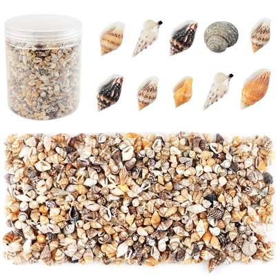 Weoxpr 2000 Pcs Tiny Sea Shells for Crafting,Mixed Ocean Beach Mini Seashells...