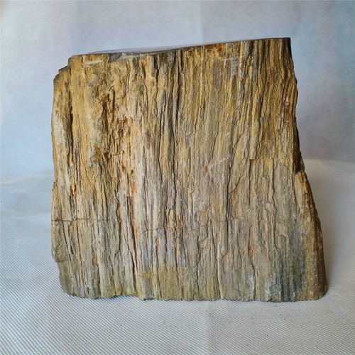 6.7" PETRIFIED WOOD Branch Slab Fossil Standup Madagascar - Picture 4 of 10