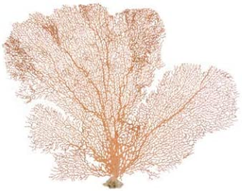 Sea Fan Coral | Orange Coral Sea Fan 7" to 10" | Natural Real Piece of Coral Sea - Picture 10 of 12