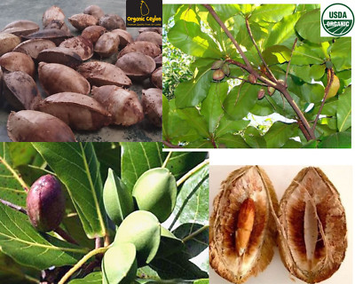 TERMINALIA CATAPPA UNCLE CHAN Live Seeds FOR GROWING AND EAT PURE INDIAN ALMOND