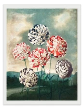 A GROUP OF CARNATIONS Temple of Flora Botanical Art Print - 1807 Wall Decor