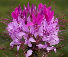 SPIDER FLOWER VIOLET QUEEN Cleome Hassleriana - 100 Bulk Seeds