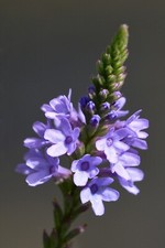 500 Blue Vervain Seeds - Verbena hastata Seeds - Medicinal Herb - Lovely Flower!