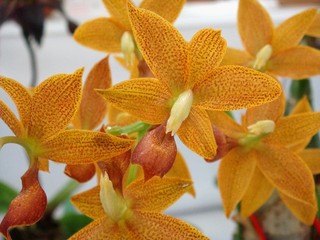 Cycnodes Jumbo Empire (Mormodes badia x Cycnoches pentadactylon)
