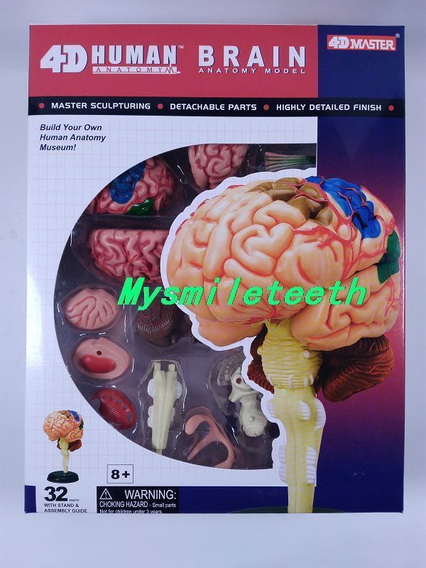 1Set 4D Human Torso Brain Heart Ear Hand Body Anatomical Anatomy