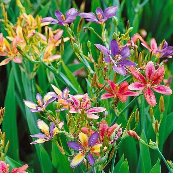 Pardancanda norrisii Dazzler | Dwarf Candy Lily | 5 Seeds | eBay