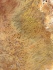 A+ Killer Sumatra Flame Sagenite Agate Indonesia. — photo 5