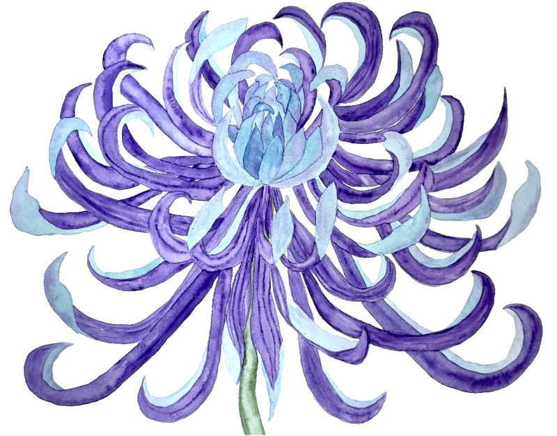 PAINTING WATERCOLOR CHRYSANTHEMUM FLOWER PURPLE BLUE MUM 11X14 DOUBLE MAT 16X20