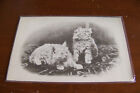 Rare Vintage Antique Postcard A1 Animal Cats Kittens Meow Long Hair Cute