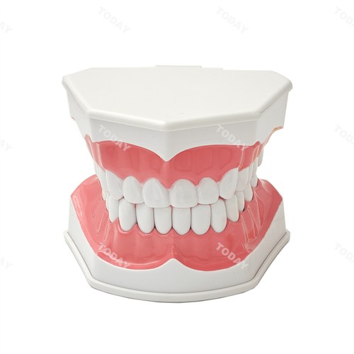 Multiple Types Dental Teeth Model Ortho Implant Practice Teaching Demo Model - Picture 261 of 276
