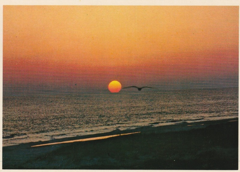 Vintage Postcard Florida Sunset Unused