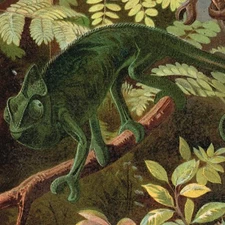 Chameleon 🦎  Print Antique Chromo Lithograph Print 1898  Lizard  Geckos