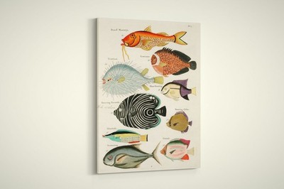 Illustrations of Fishes Found in Moluccas Indonesia and the East Indies 42