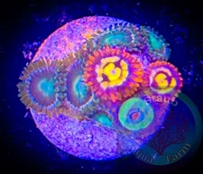 SAF~ Zoanthid Coral Frag, “WYSIWYG” Paly, Zoa, Live Coral Colony
