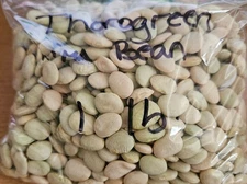 Thorogreen Bush Lima Bean Seeds One Pound Free Shipping