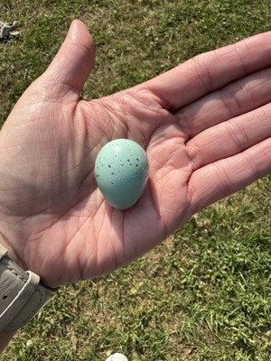 #ad 30 RARE Celadon Coturnix Quail Hatching Eggs NPIP AI Free $45.00