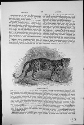 Antiker alter Druck Leopard Felis Pardus eine der größten bekanntesten Katzen große Auswahl