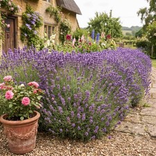 3x Large Munstead Lavender Plants | Bee Friendly English Lavender