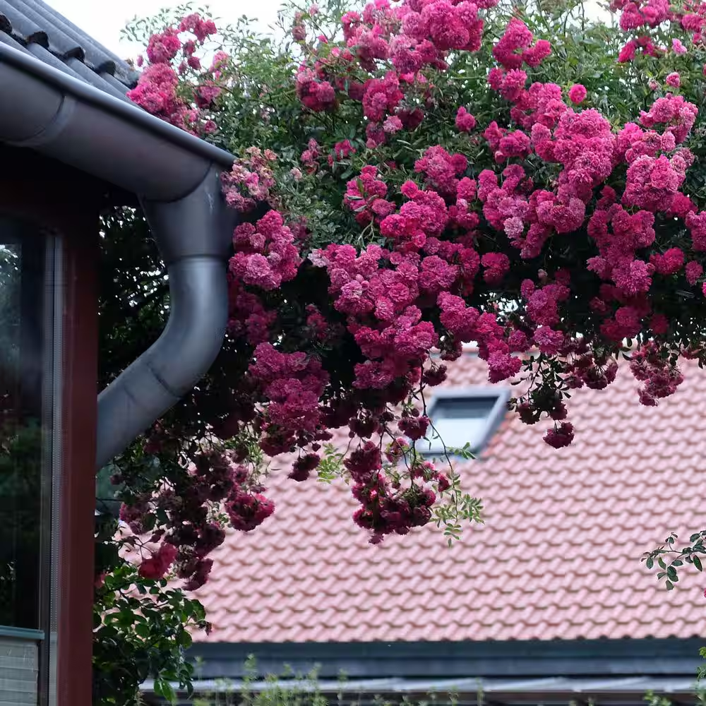 3 Gal. Rose Peggy Martin Shrub with Pink Flowers | eBay