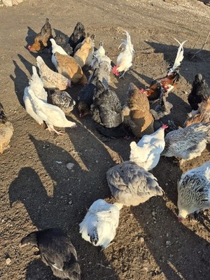 Bruteier Brahma Ga Ha Mong Blumenhuhn Vorwerk Lachshuhn Maran Sussex Bunte Trupp