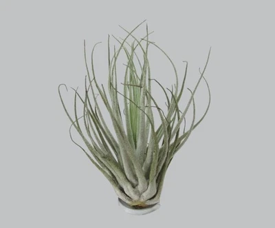 FLORARI Tillandsia oaxacana velickiana - Zimmerpflanze Tillandsien Bromeliengewächs ECHT