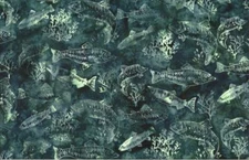Custom Wildlife & Western Hoffman Batiks - Riviera Salmon & Trout  #S2347-559