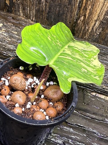 Premium Rare Philodendron squamiferum Variegated - Picture 8 of 8