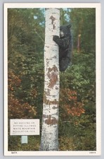 Vintage 1977 Naturekrom Postcard Black Bear Cub on Birch Tree NH