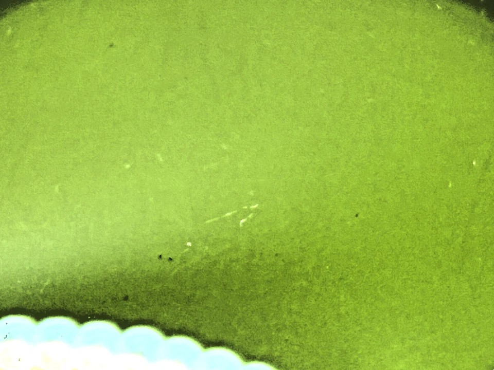 GO Minolta Japan filter refCP green f55na 55mm genuine - Image 4 of 4