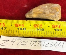 Rare Carcharodontosaurus Dinosaur Tooth T Rex Cousin 95 Mil Yrs Fossil 1 3/4”