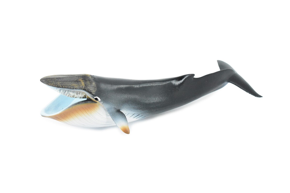 Blue Whale, Realistic Toy Figure, Model, Replica, Hand Painted, 9