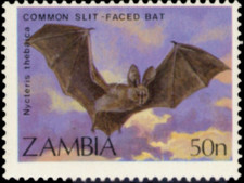 Zambia #SG571 MNH 1989 Bats Common Slit Faced 466