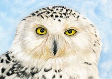 Snowy Owl Fine Art Wildlife PRINT from my own Original Gouache Painting