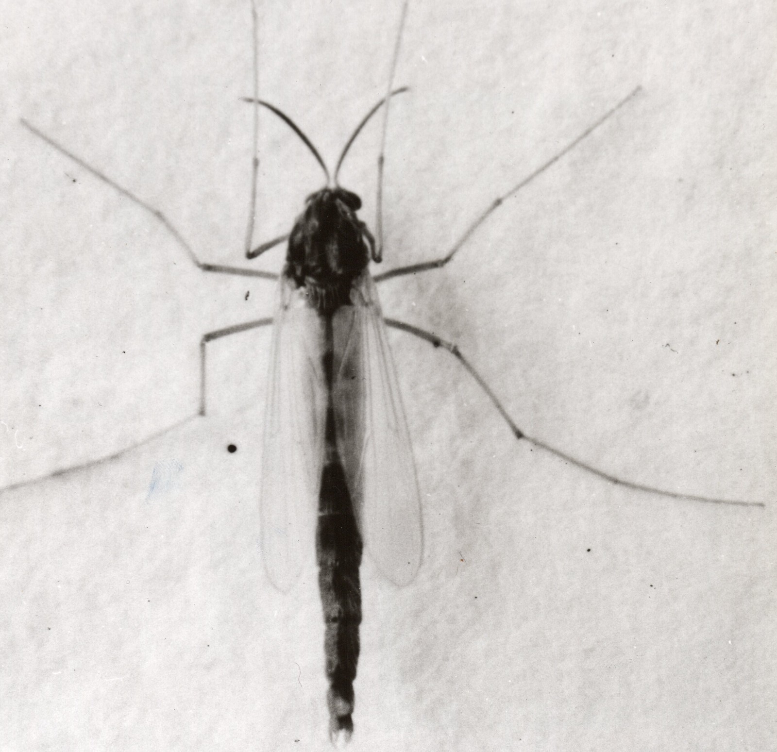 Common Gnat by Paul Popper Silver Gelatin Print Photo