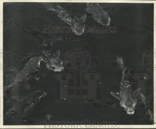 1960 Press Photo Mullet fish in Biloxi, Mississippi - noo48731